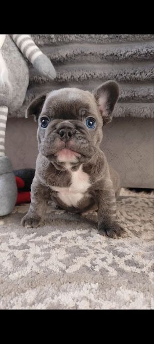 Французький бульдог