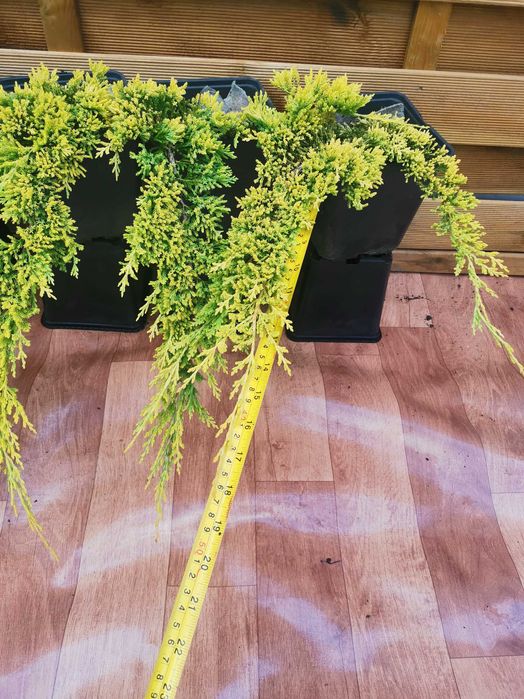 10x Złoty Jałowiec Płożący Golden Carpet 4 letni