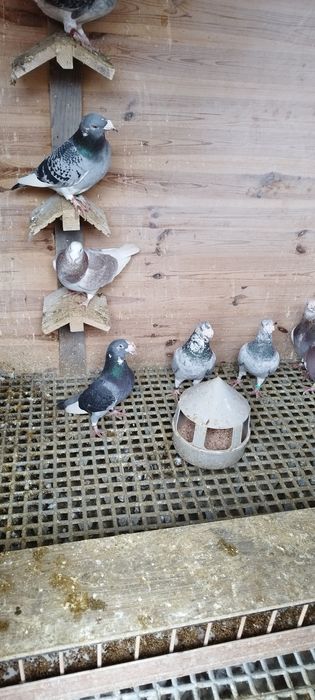 Gołębie staropolskie