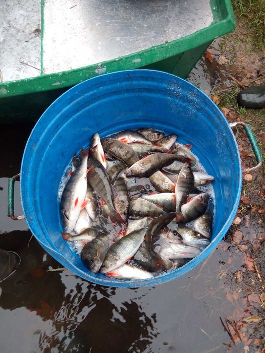 płoć, okoń, karp
