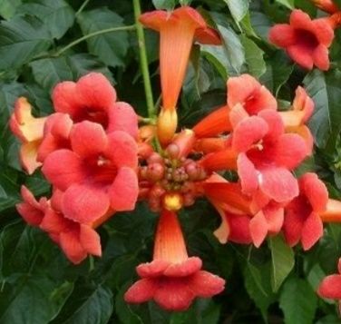 Кампсис. Текома. Кампсіс.