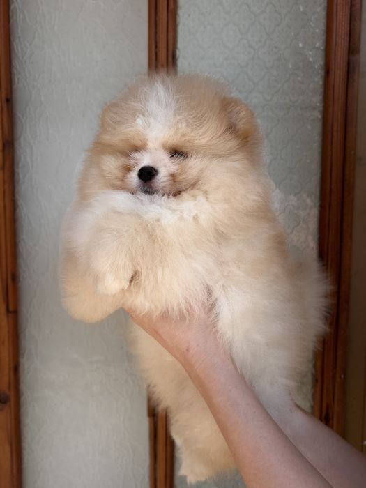 Vip Ведмедик шоу класс