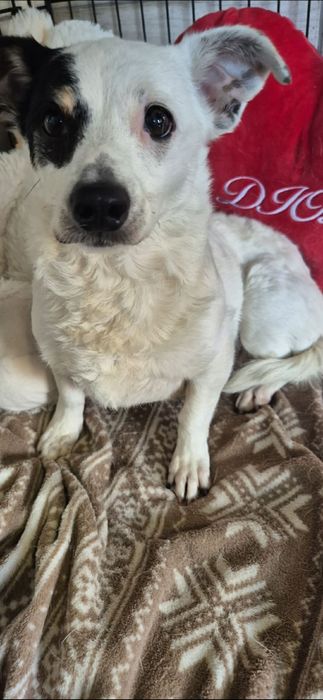 Do odpowiedzialnej adopcji mała kruszynka
