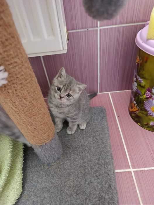Шотландскі кошенята