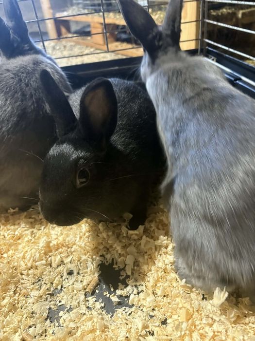 Sprzedam króliki miniaturki