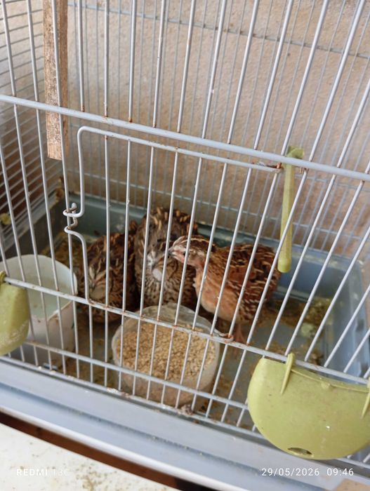 Vendo cordonizes com gaiola