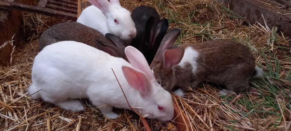 Vendem-se coelhos caseiros