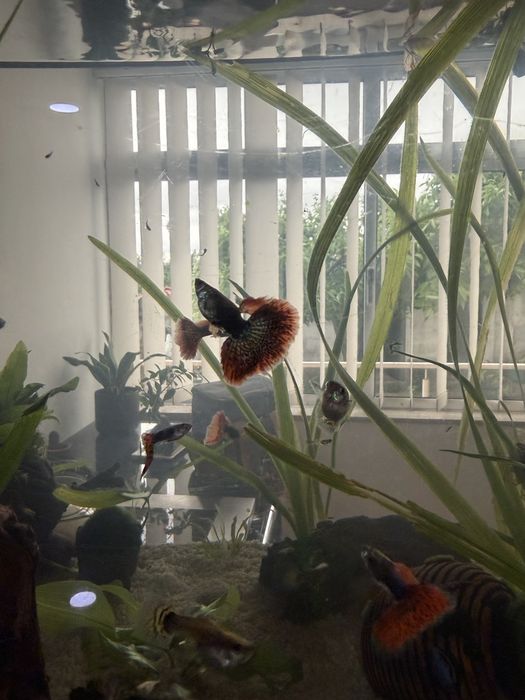 Casal Guppies Red Dragon Halfmoon: Linha Pura, Famalicão