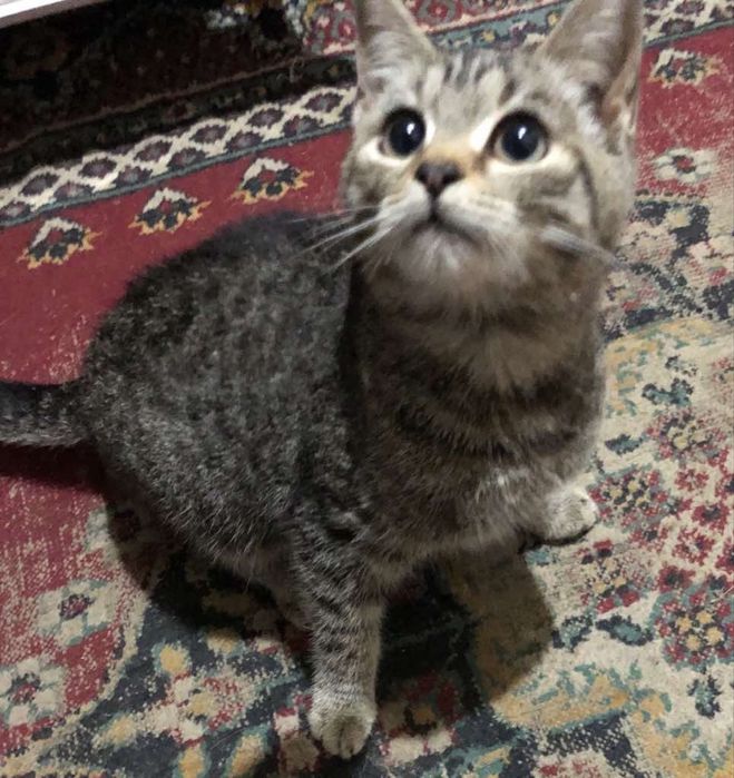 Прилаштовується у добрі ручки !