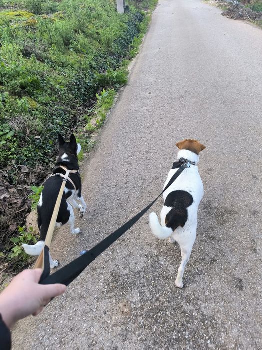 Pet sitter - cães e gatos - Lisboa