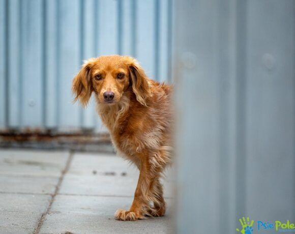 Piękna sunia KINIA szuka domu na stałe