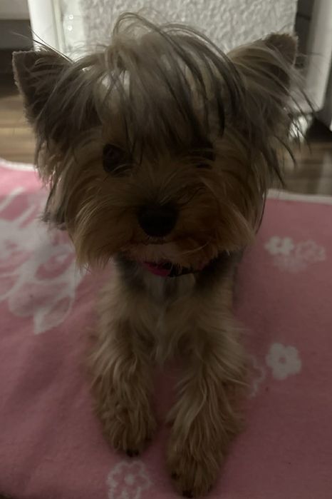 Szczeniak york piesek