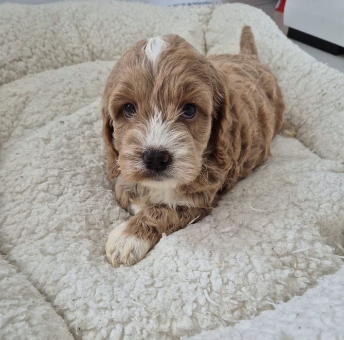Suczka Cockapoo f1 Cocker spaniel- Pudel