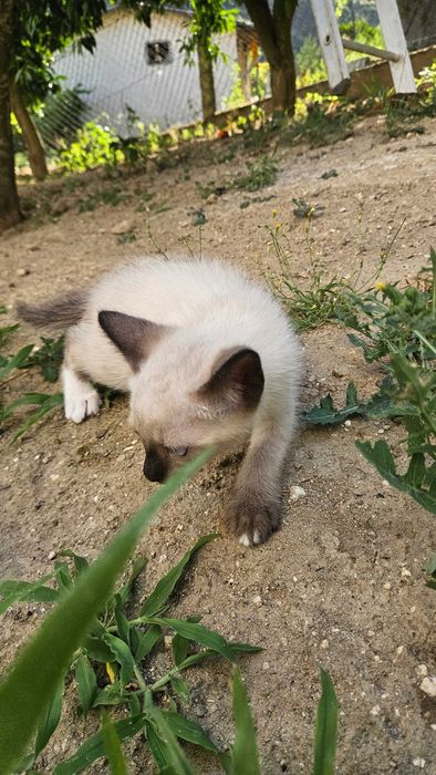Doam-se Gatinhos de 2 meses