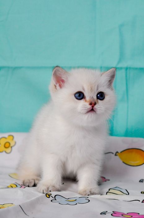 Британський кошеня хлопчик з блакитними очима