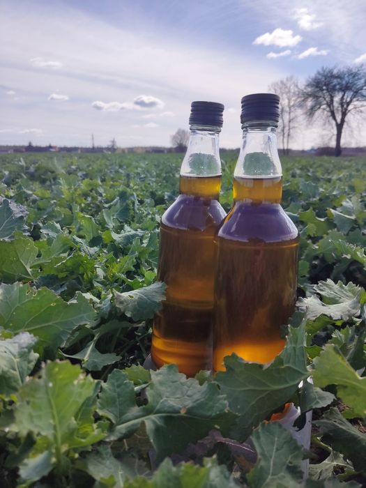 Olej rzepakowy z własnego gospodarstwa