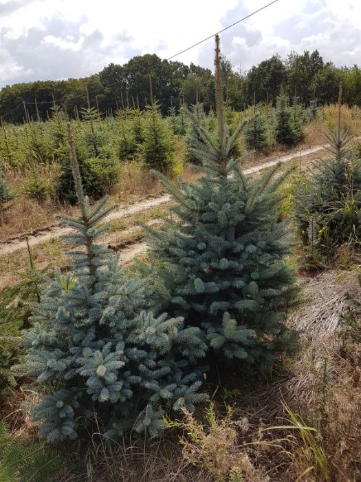 Swierk Srebrny Picea 100/125 PRODUCENT J.Kaukaska