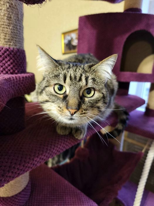 Спокійна стерилізована кішечка