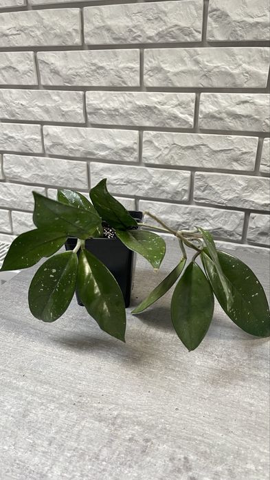 Хойя, восковик, хоя