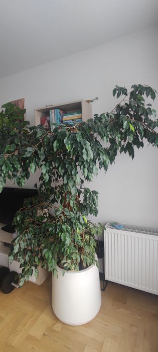 Roślina Fikus 150 cm (donica za dodatkową opłatą)