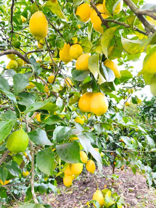 Limões Biológicos