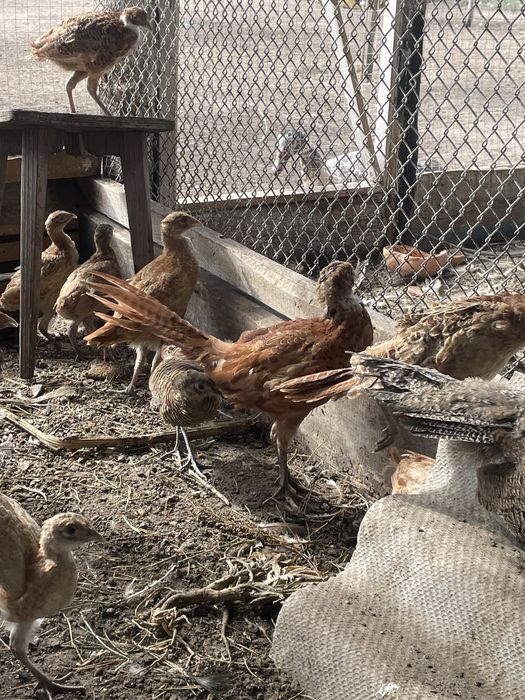 Фазани мисливські