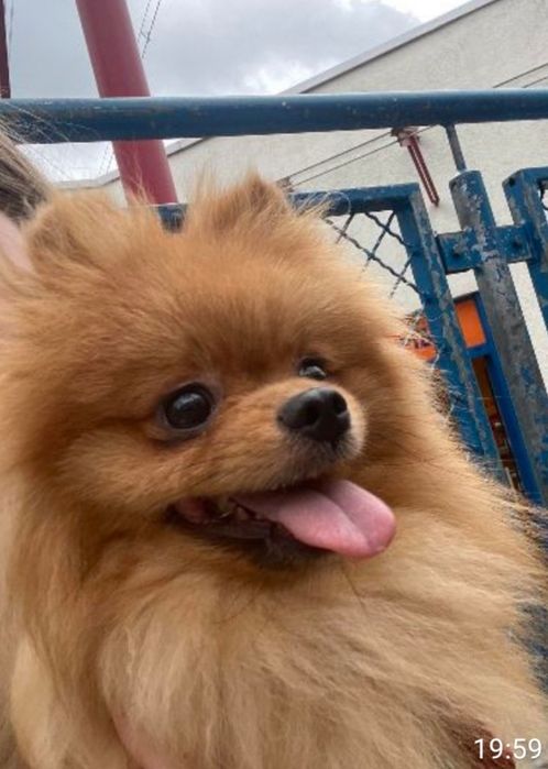 Хлопчик померанського шпiца  для  в'язки