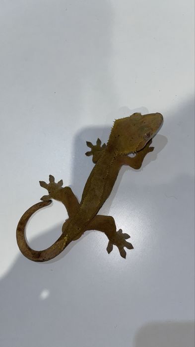 Gekon orzęsiony samiec RED