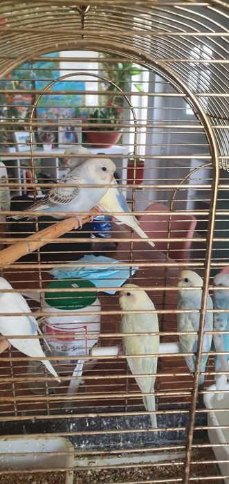 Piriquitos australianos