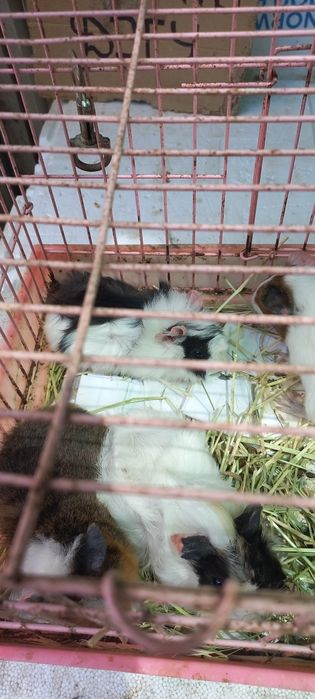 Свинки морские разные