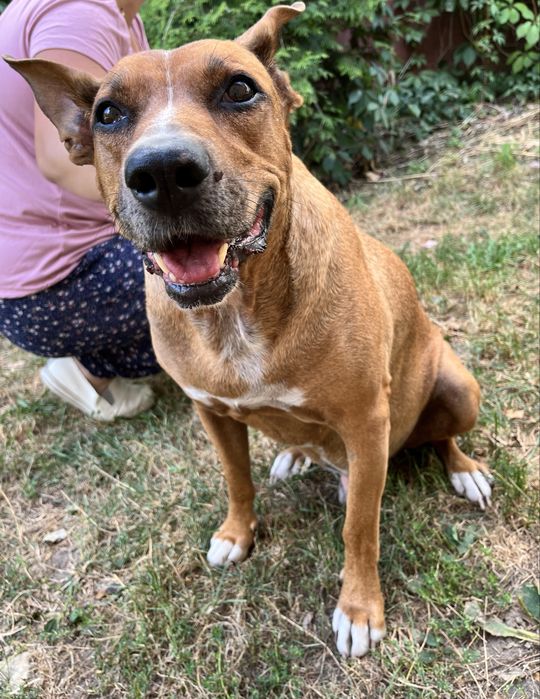 Oddam za darmo pieska