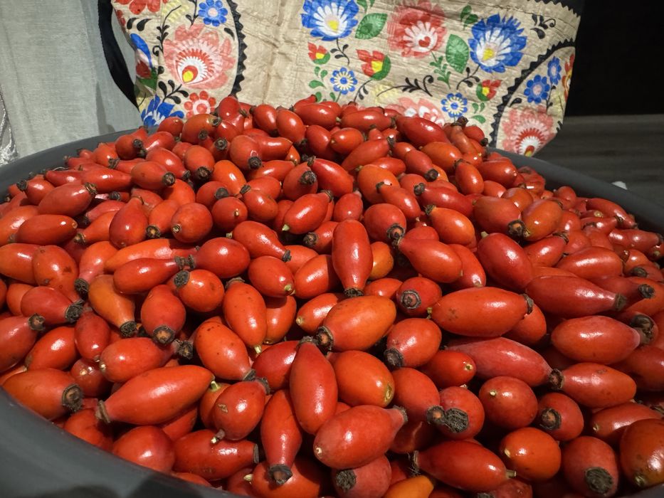 Dzika róza 2 kg owoc