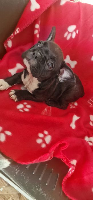 Menino bulldog preto