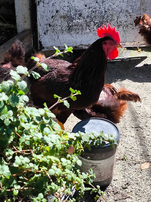 Ovos de galinha galados várias raças