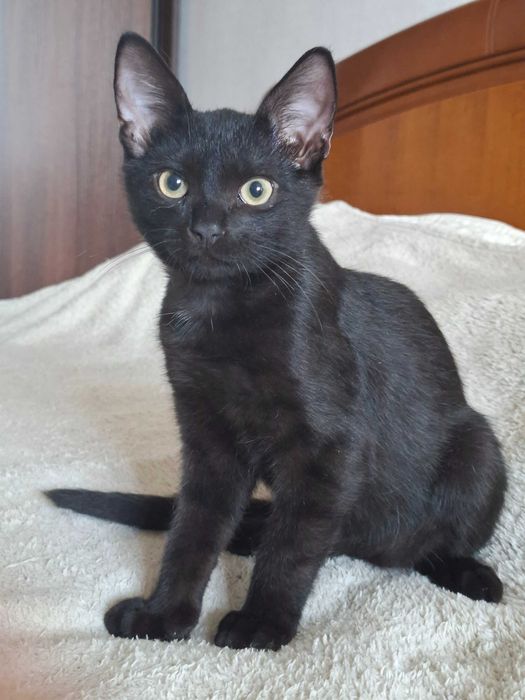 Чорне кошеня, 4 міс