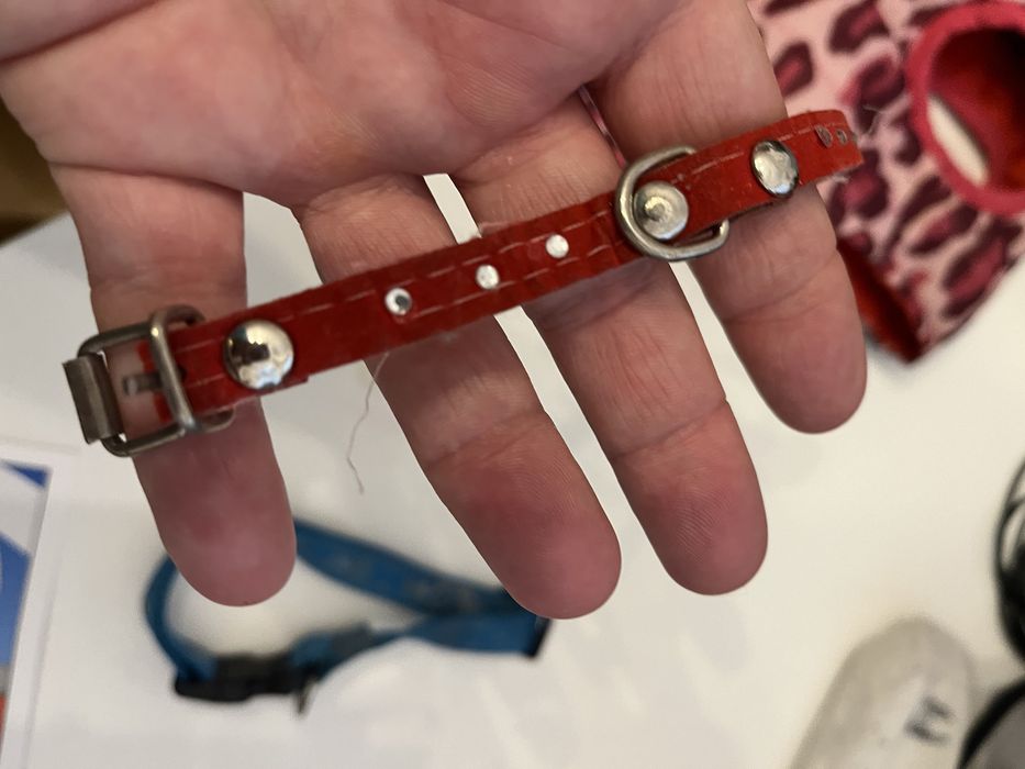 Zestaw dla szczeniaka