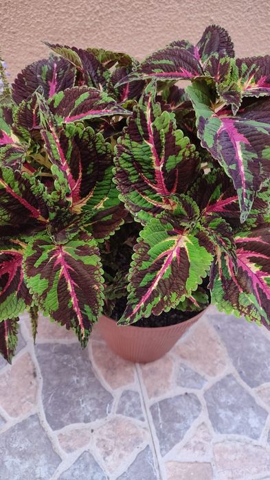 Flor Coleus 20€.