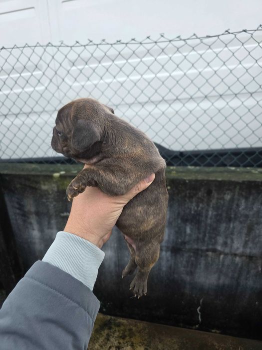 Bulldog frances tigrado femea