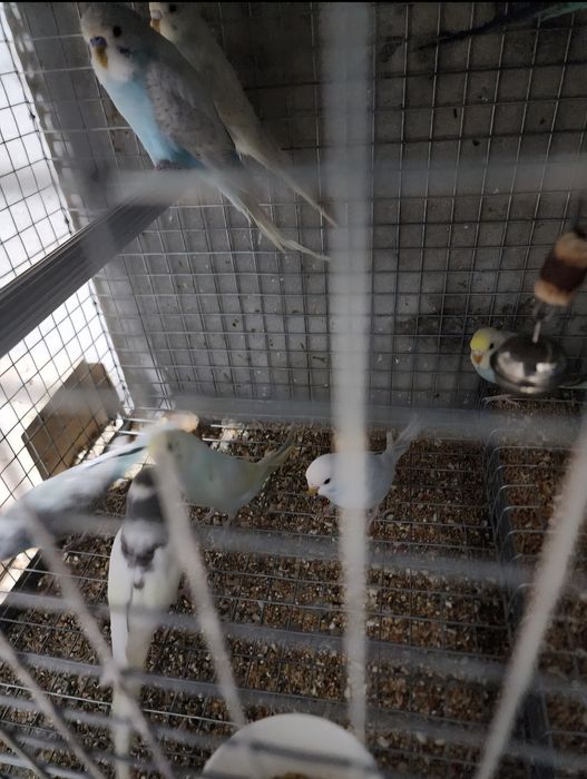 Piriquitos australianos coloridos de 2025