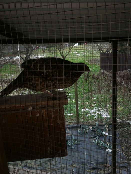 Sprzedam parę bazantów