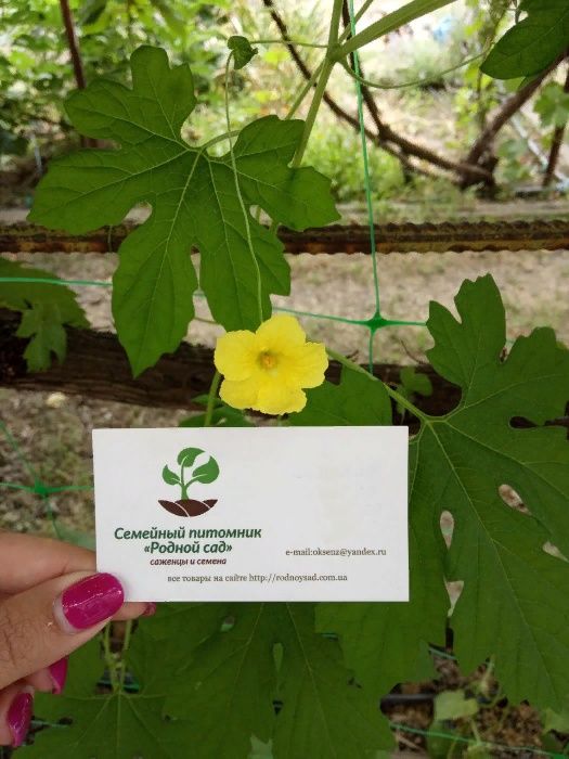 Момордика насіння 10 шт горький огурец, дыня, индийский гранат семена