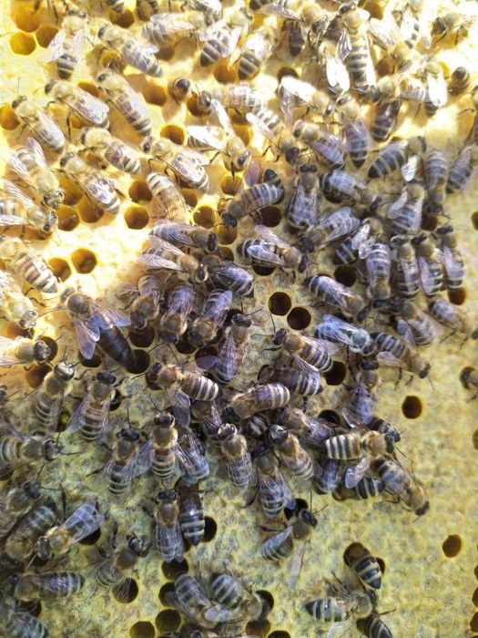 Бджолопакети 4 р розплоду