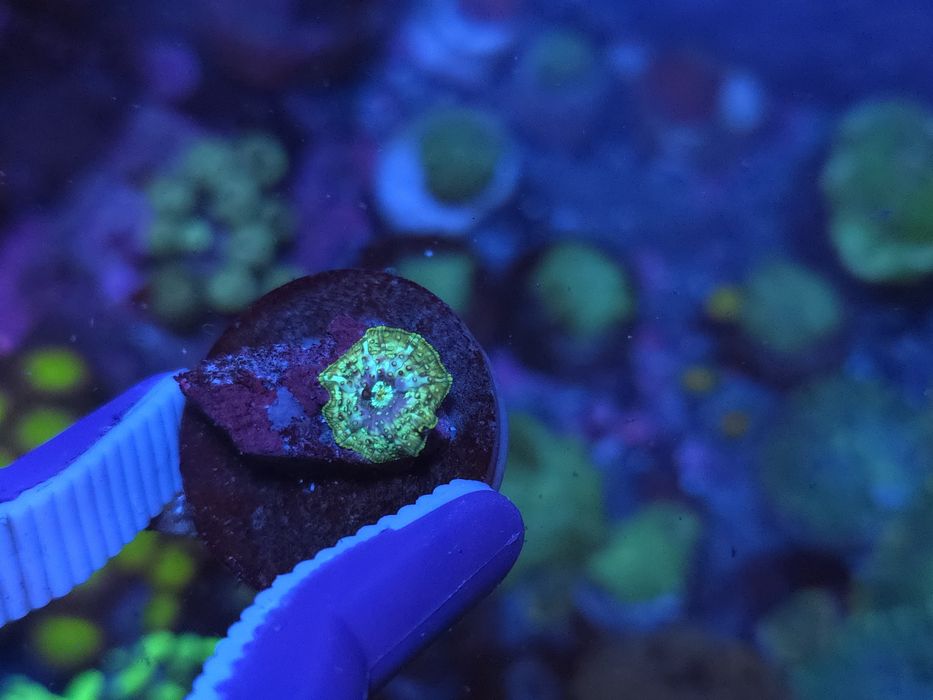 Discossomas, corais de água salgada