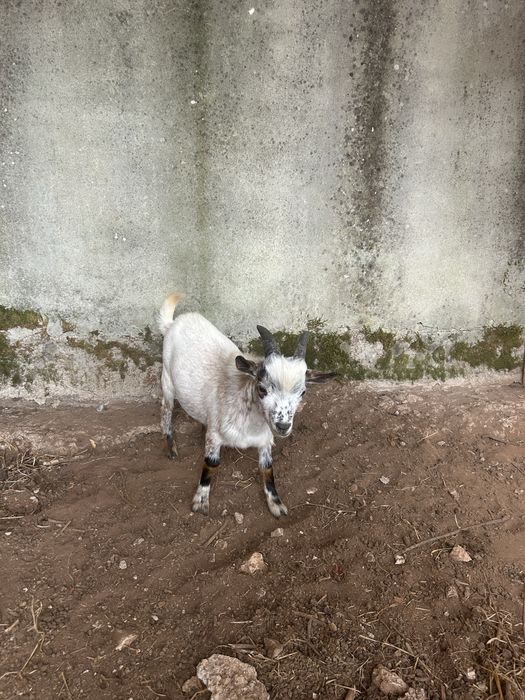 cabra anã- macho