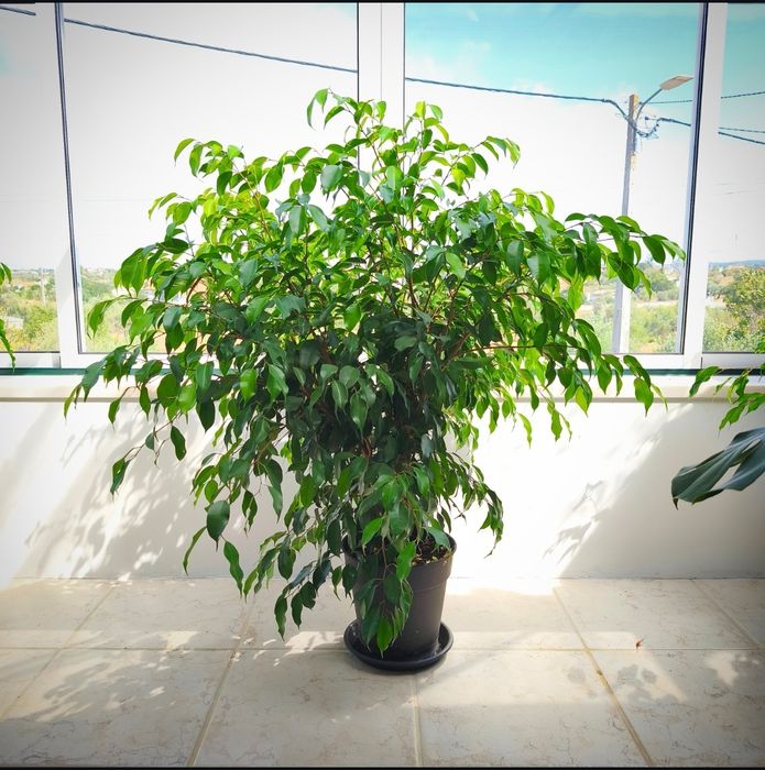 Fícus, plantas, árvores, natureza, jardim, decoração