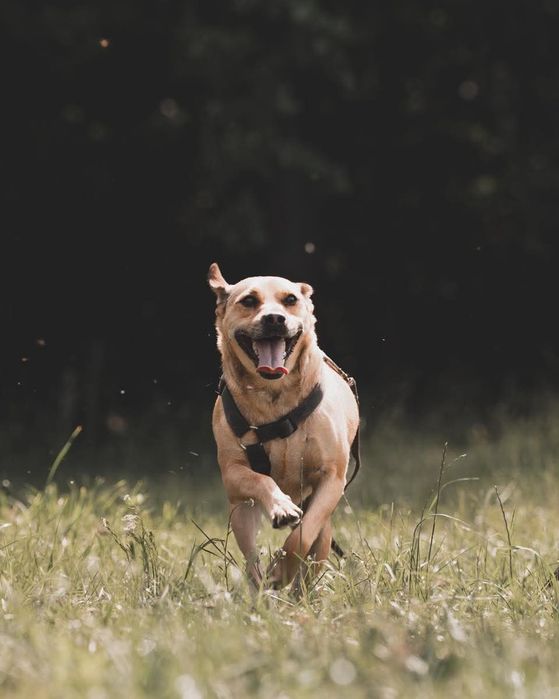 Codi, rozbrykany młody pies czeka na dom