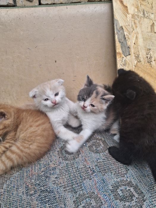 Продамо Кошенят британців