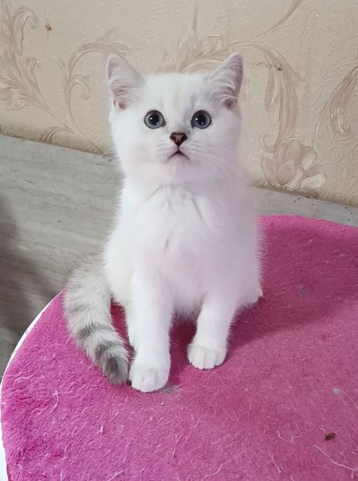Мальчик шиншилла поинт