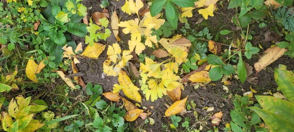 Гінкго Білоба,хвойне реліктове дерево.