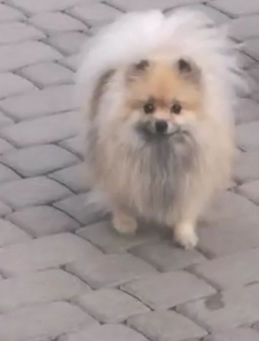 Suczka pomeranian sliczna dorosla